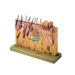Skin Section Block Model Model